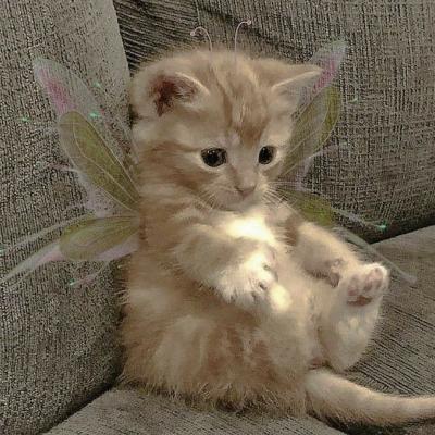 新澳门开将记录