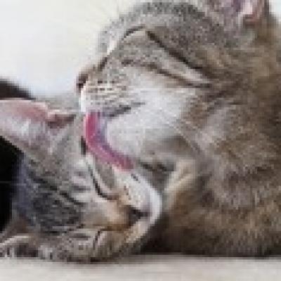 ok2929小鱼儿玄机2站46008