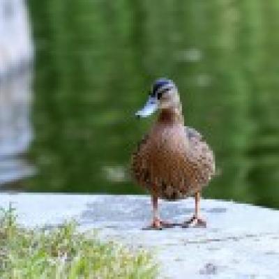 澳门管家一肖一特中下一期预测