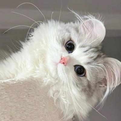 网站移动端推广