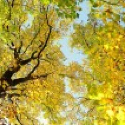 东莞网站推广优化